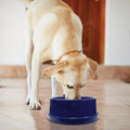 K&H Coolin' Bowl - Cooling Water Bowl for Pets