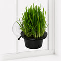 K&H EZ Mount Window Cat Grass Grow Station