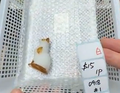 #1 contains White Jade kitty